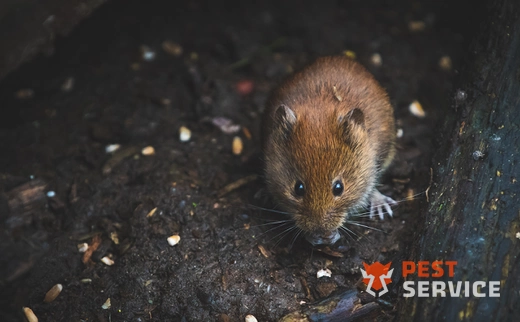 Дератизация в Бавлах